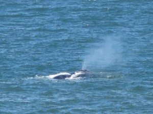 Whale off Hermanus coast