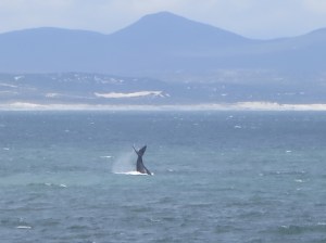 Whale off Hermanus coast