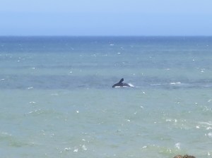 Whale off Hermanus coast