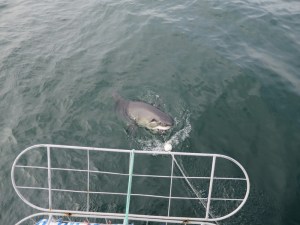Great white shark chasing the bait
