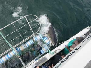 A close encounter for another dive group