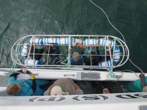 The next group waiting patiently in the cage