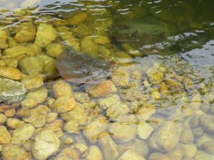 Stingray at the waterfront