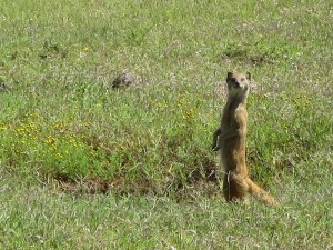 Meerkat on the lookout