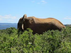 Elephant towering above the bushes