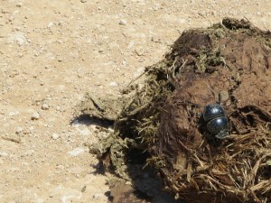 The very rare flightless dung beetle