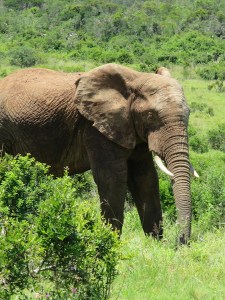Elephant out for a walk