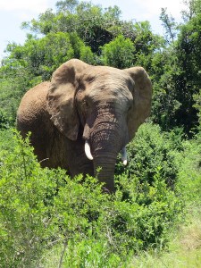 Elephant posing for the camera