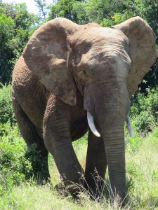The beautiful African elephant