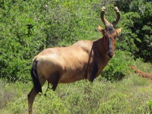 Antelope standing proud