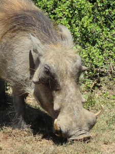 Warthog rummaging for food