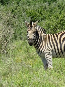 Zebra striking a pose