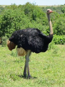 Ostrich standing proud