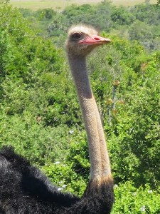 Ostrich keeping an eye on things