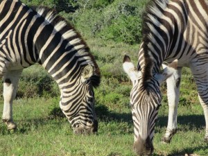 Grazing zebras