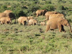 Elephants everywhere!