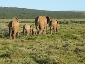 Elephant family out for a stroll