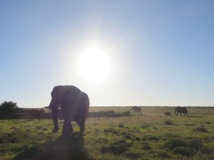 Watching elephants as the sun sets