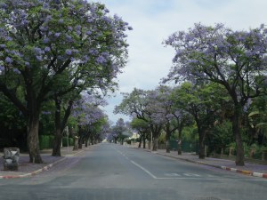 The colourful tree lined streets in Robertson