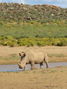White rhino at the water hole