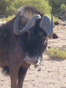 The wildebeest