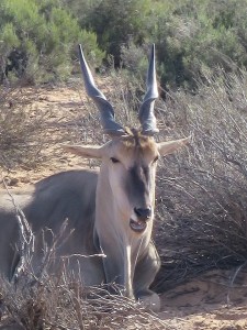 There were a lot of eland on the reserve