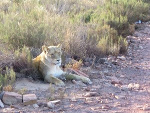 Lion relaxing in the evening shade