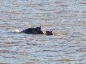Hippo in the water hole