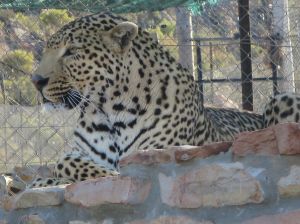 Leopard in the Animal Rescue Centre