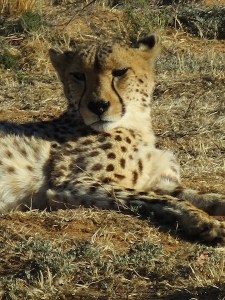 Cheetah relaxing in the Animal Rescue Centre