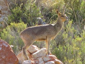 Klipspringer keeping watch