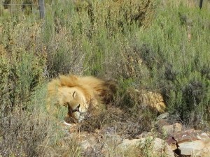 Sleeping lion