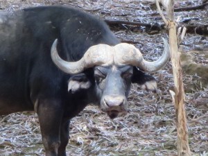 Being eyeballed by a buffalo