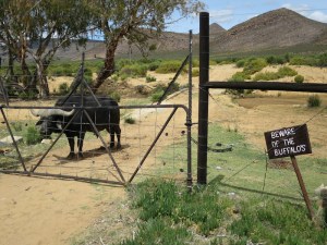 Beware of the buffalo