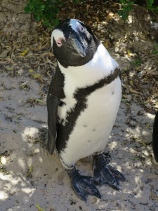 Smile for the camera!