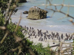 View of the penguins from a distance