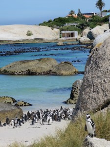 Gathering at Boulders Beach