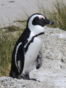A fine specimen of a penguin