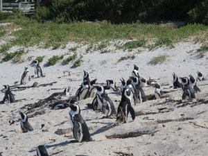 Penguins in the beach nests