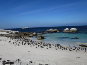 A perfect day for penguins spotting