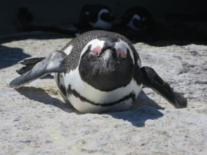 Sunbathing penguin