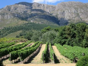 Mountain side vineyard