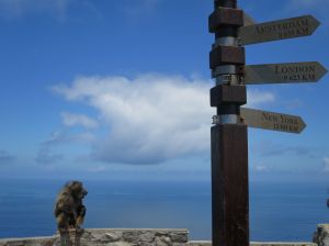 Baboon company at Cape Point