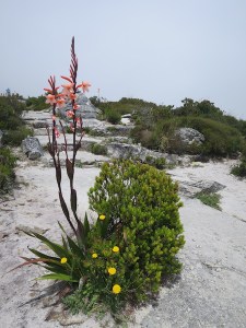 There were a few flowers on top of the mountain