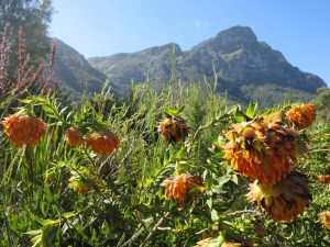 Flowers in front of Table Mountain