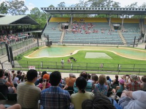 The massive condor in the bird show