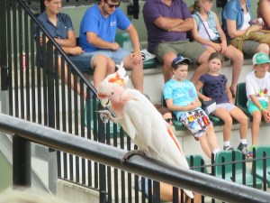 A colourful cockatoo