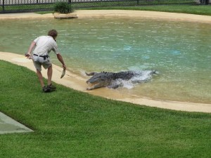 The croc show in action