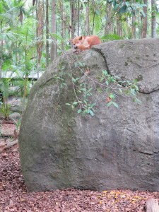 Dingo chilling out on his rock