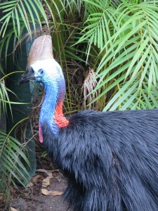 The crazy looking cassowary